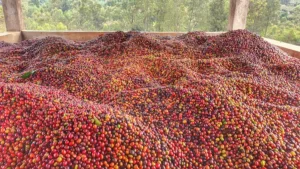 Etiópia kávová plantáž